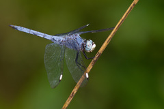 Libellula comanche