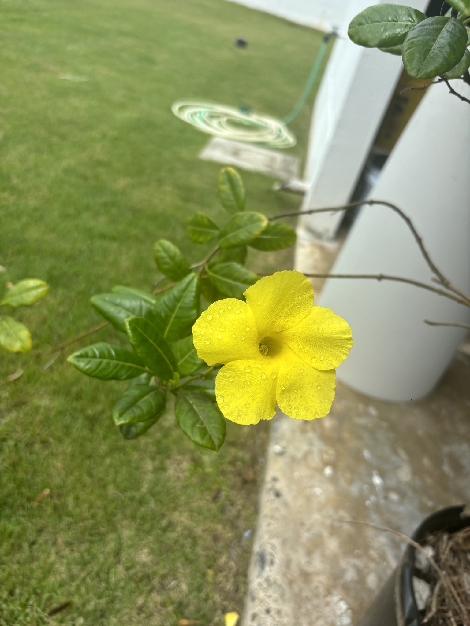 Imagem de Alamanda-de-praia