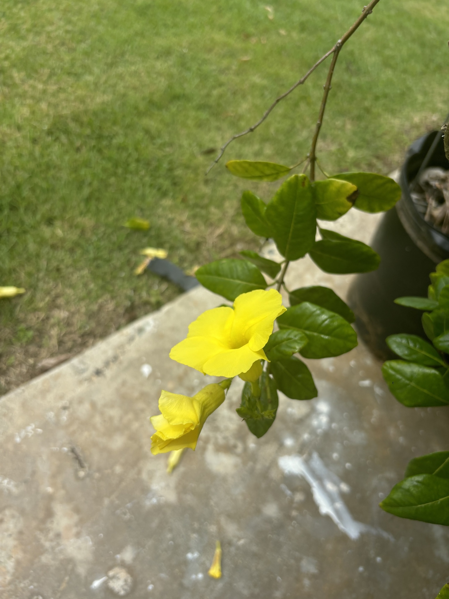 Imagem de Alamanda-de-praia