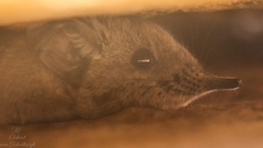 Elephantulus pilicaudus