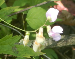 Lathyrus ochroleucus