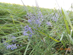 Veronica spuria