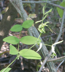 Lathyrus ochroleucus