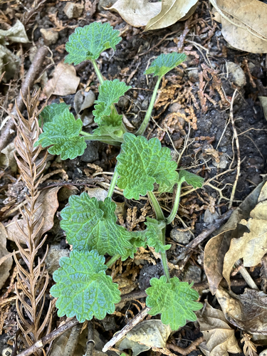 Loxocalyx ambiguus iNat (1)
