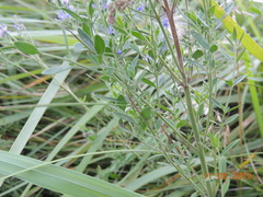 Veronica spuria