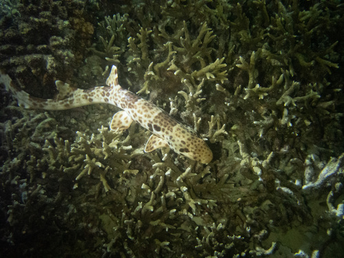Indonesian Speckled Carpetshark (Hemiscyllium freycineti)