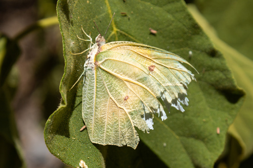 White Angled-Sulphur