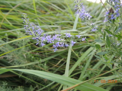 Veronica spuria