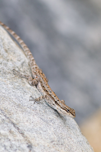 Ornate Tree Lizard