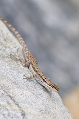 Urosaurus ornatus schottii