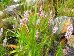 Spatalla racemosa