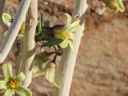 Image of Adenia pechuelii by no rights reserved