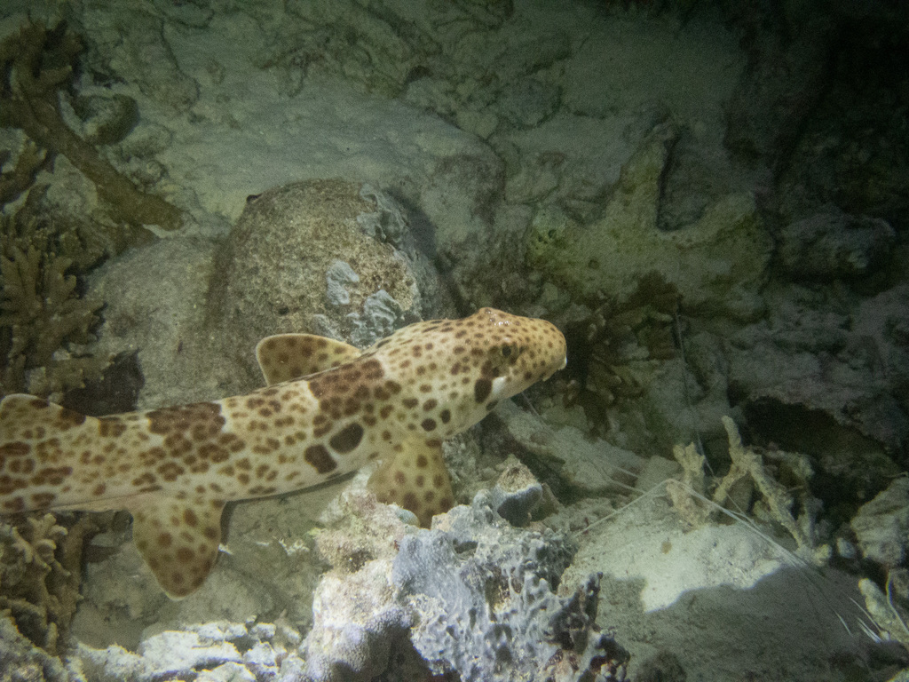 Spotted walking shark lying on rubble among corals