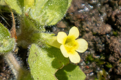 Erythranthe pubescens (Erythranthe pubescens)