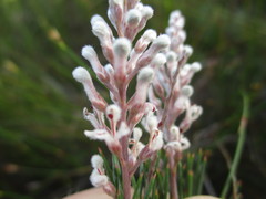 Spatalla racemosa