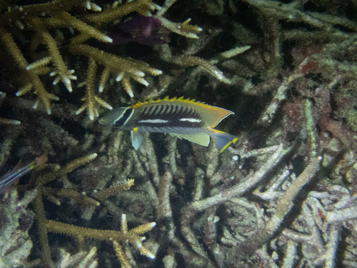 Chevron Butterflyfish (Chaetodon trifascialis)