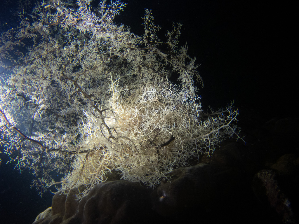 Naked Basket Star