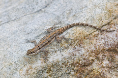 Urosaurus ornatus schottii