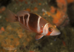 Florida Barred Hamlet photo 2