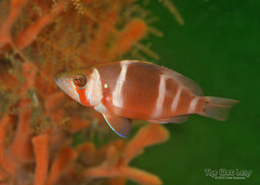 Florida Barred Hamlet photo 3