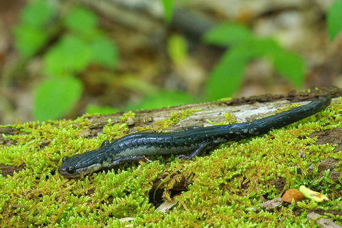 Chattahoochee Slimy Salamander