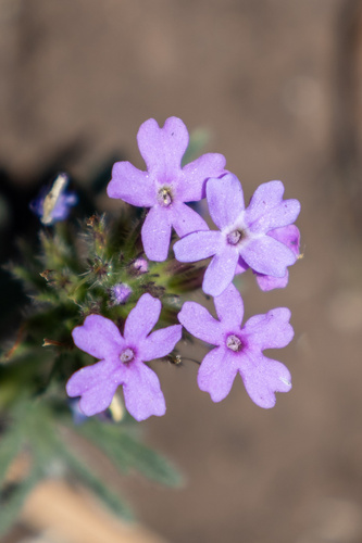Prairie Verbena