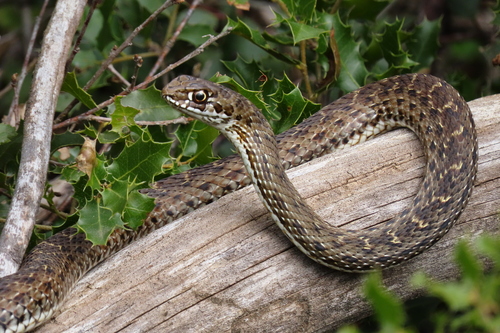 Western Montpellier Snake, photo 2 of 7