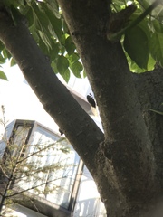 Hyalessa maculaticollis