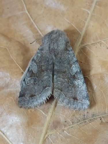 Clouded Drab photo 3