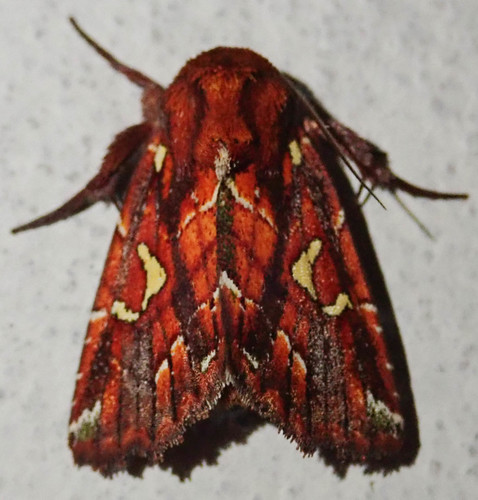 Leucosigma uncifera
