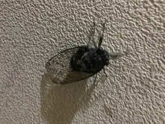 Hyalessa maculaticollis