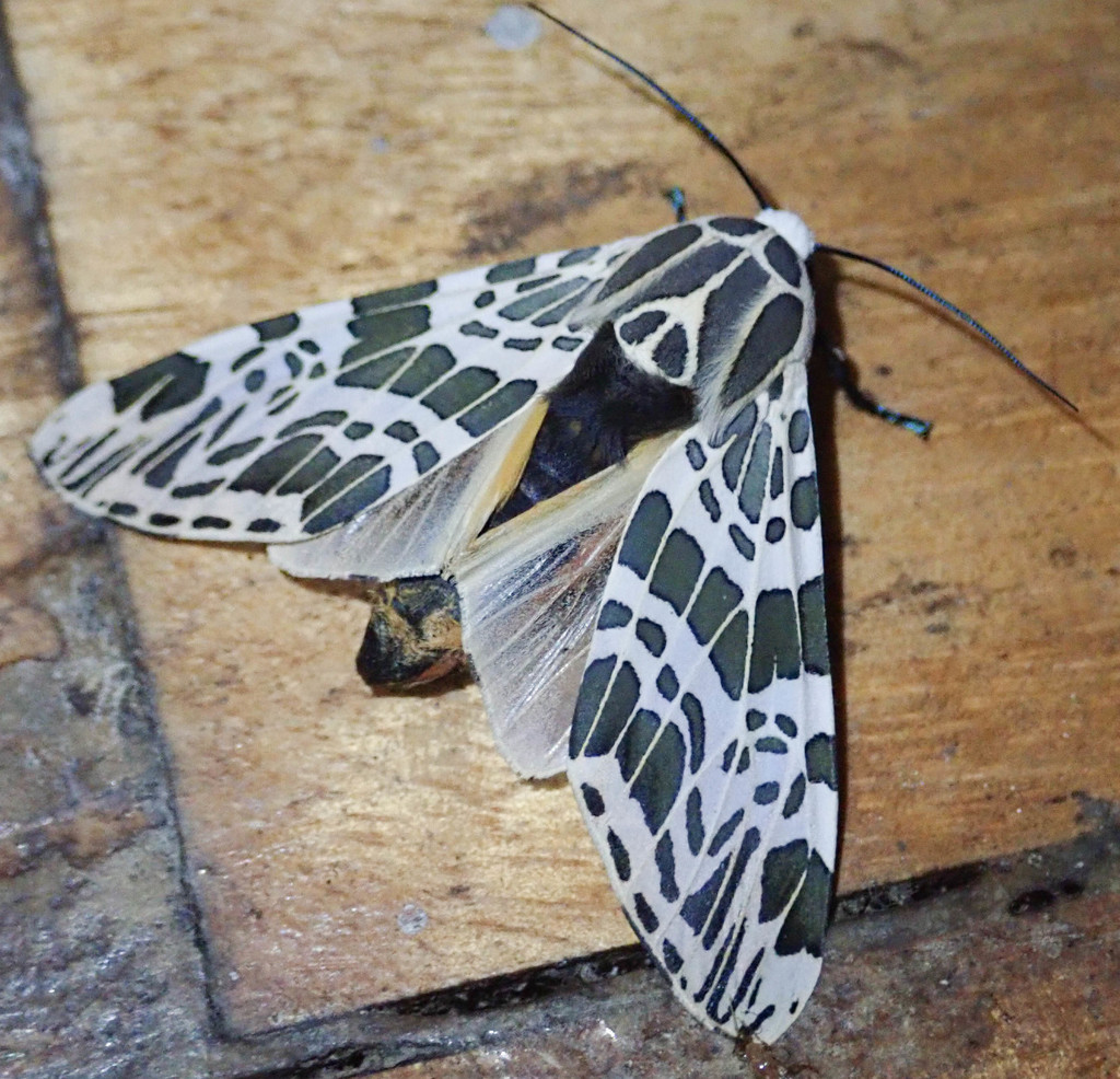 Oxyptera