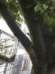 Hyalessa maculaticollis