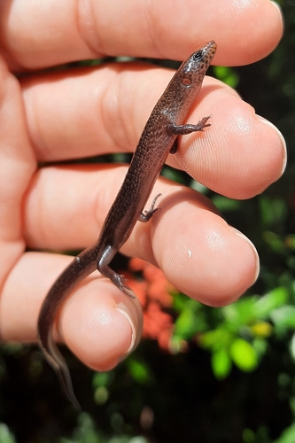 Sphenomorphus solomonis observed 2025-03-24