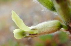 Oxytropis campestris