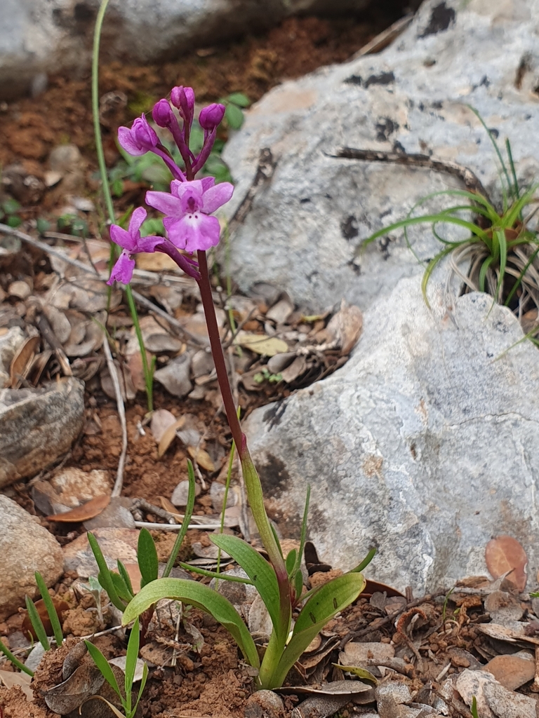 Orchis quadripunctata