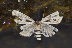 Callistege intercalaris