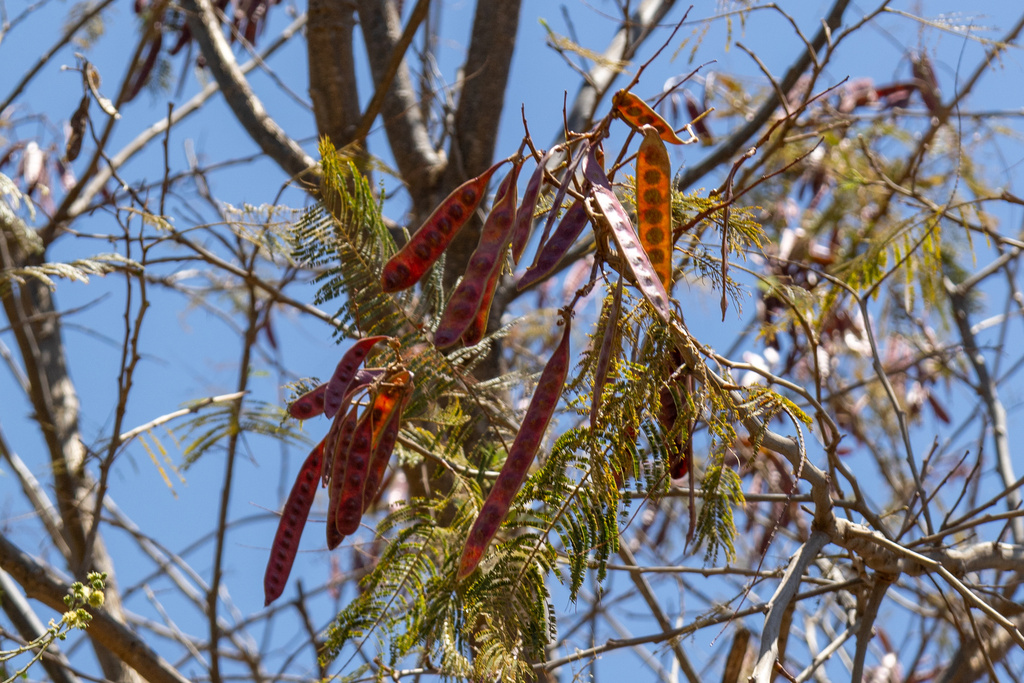 Red leadtree