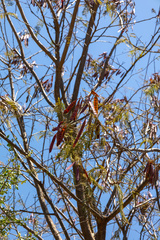 Leucaena esculenta, photograph (c) Roberto Daniel Avila, some rights reserved (CC BY)