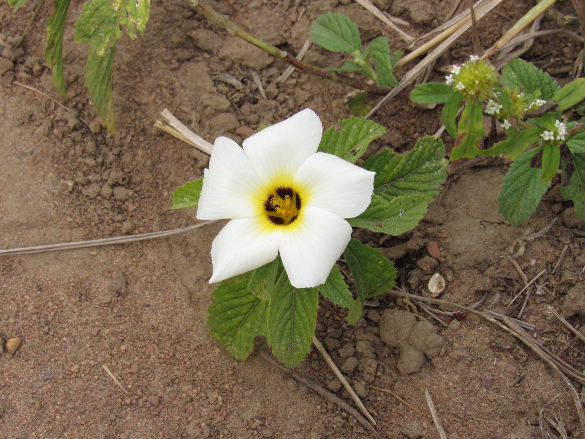 Turnera subulata
