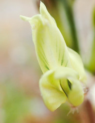 Oxytropis campestris