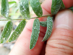 Oxytropis campestris