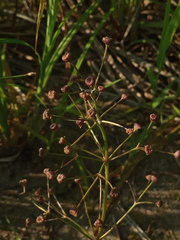 Alisma gramineum