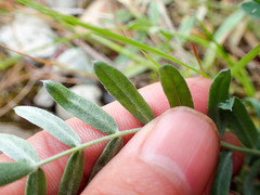 Oxytropis campestris
