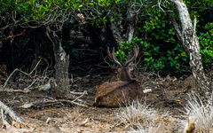 Rusa timorensis