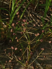 Alisma gramineum