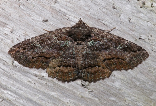 Green-dusted Zale Moth photo 5
