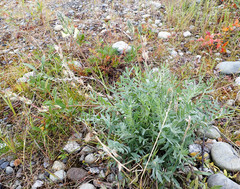 Oxytropis campestris