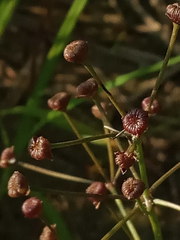 Alisma gramineum