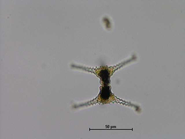 Staurastrum planctonicum